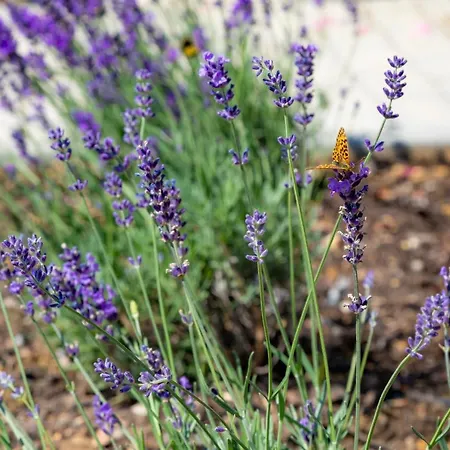 Kisleshegy Vendeghaz Вилла Дёргиче