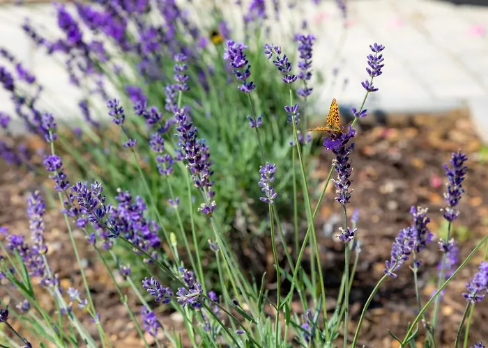 Kisleshegy Vendeghaz Willa Dörgicse