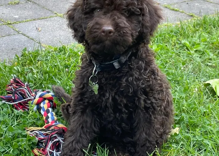 Kisleshegy Vendeghaz Willa